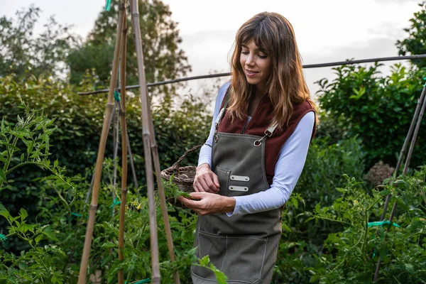 Kadın çiftçi organik sebze bahçesinde olgun domates topluyor, canlı yeşilliklerle dolu verimli ve sürdürülebilir bir tarım ortamında sıkı çalışmanın ödülünün tadını çıkarıyor.
