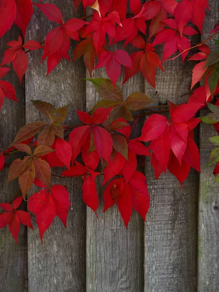 Rote Jungfernrebe Auf Grauem Zaun Parthenocissus Quinquefolia Engelmannii Boston Evy — Stockfoto