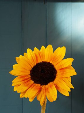 Soluk mavi ahşap arka planlı tek bir ayçiçeği