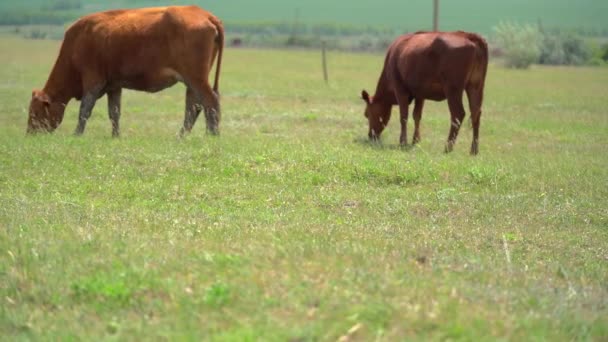 Güneşli yaz gününde yeşil çayırlarda otlayan ineklerle dolu bir çiftlik arazisi.. — Stok video