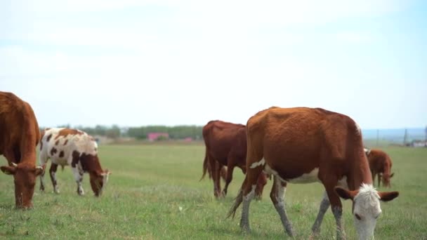 Die Kuh frisst ein grünes Gras. Kühe aus Russland. Eine Herde Kühe auf der grünen Wiese. — Stockvideo