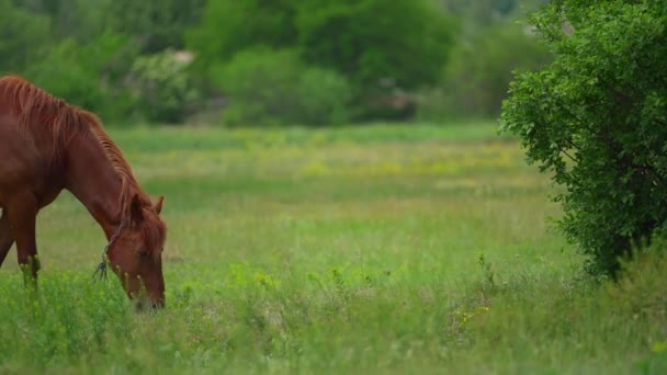 Un beau cheval mange de l'herbe verte près du village au printemps nuageux .