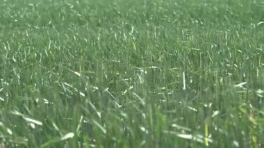 Tarlada yeşil buğday kulakları. Sağdan sola doğru yavaş bir manzara. 4K görüntü