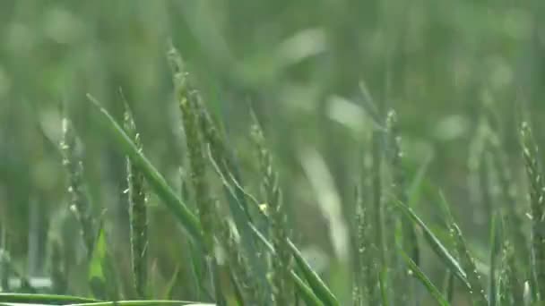 Зеленые колосья пшеницы движутся в ветреный день на поле. 4K крупным планом сельскохозяйственных кадров — стоковое видео