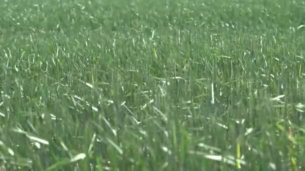 Oren van groene tarwe op het veld. Langzaam panorama van rechts naar links. 4K-beelden — Stockvideo