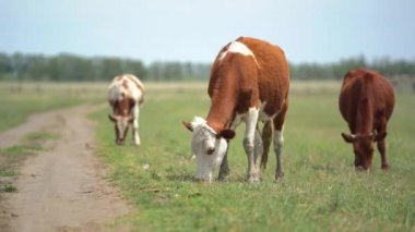 Güneşli yaz gününde üç kahverengi ve beyaz inek çiftlik yolunun yakınında otluyor. Bir inekten diğerine odaklan. Arkaplanda orman