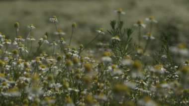 Sahada bir sürü çiçek açan papatya var. Kamera, papatyaların yakın çekimine iniyor. Güneşli bir yaz günü. Arılar papatyaları döller.