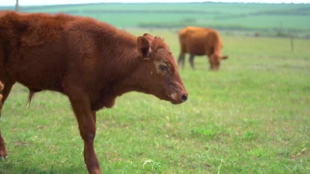 Vaca joven marrón pastando en el campo en el soleado día de verano cerca de la granja. Cambia de foco de ella a otra vaca detrás. Hermoso valle verde en el fondo — Vídeos de Stock