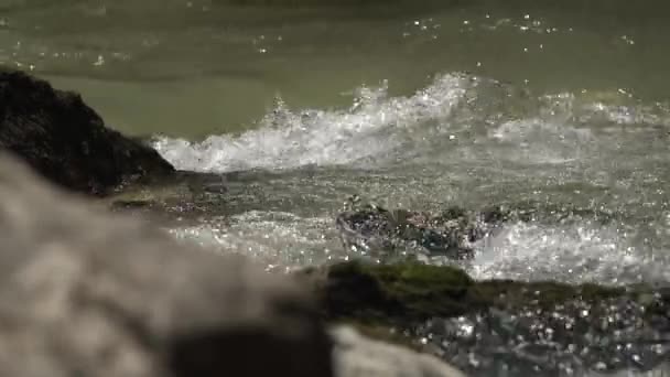 Stroom van het water in de rivier. Bos. Zomer. De natuur. Steen op de voorgrond — Stockvideo