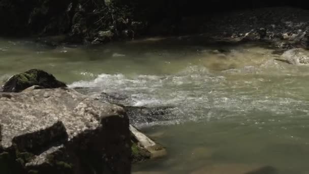 Rivière dans la forêt. Une nature pure. Des pierres, des arbres. Cours d'eau — Video