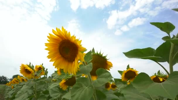 Câmp de flori de floarea-soarelui galbene pe un fundal de nori. floarea-soarelui se mişcă în vânt. Câmpuri frumoase cu floarea-soarelui în timpul verii în raze de soare strălucitor. Cultura culturilor de maturare în câmp — Videoclip de stoc