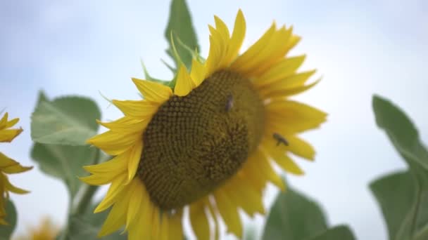 Sonnenblume im Sommer windigen Tag. Bienen bestäuben eine Blume — Stockvideo