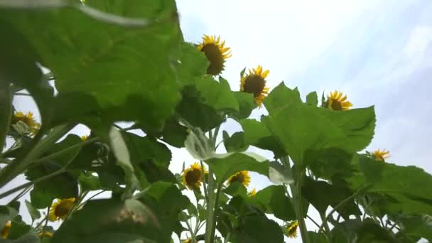 Zonnebloembladeren zwaaien in de wind op een zonnige zomerdag. Rijp zonnebloem voor de oogst — Stockvideo