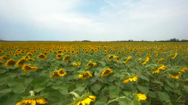 Enorme veld van zonnebloemen op een zonnige zomerdag. Rijp zonnebloemen voor de oogst — Stockvideo