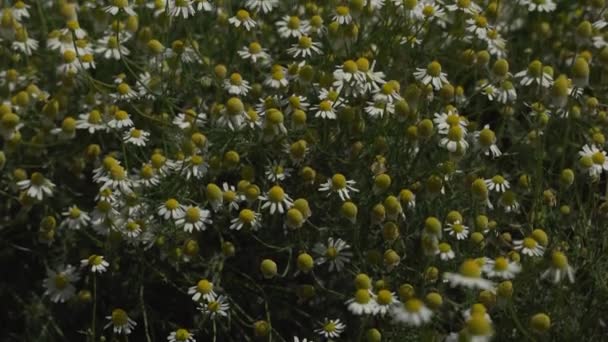 Molte margherite fiorite nel campo. Bellissimi fiori all'inizio dell'estate. Panorama verticale — Video Stock