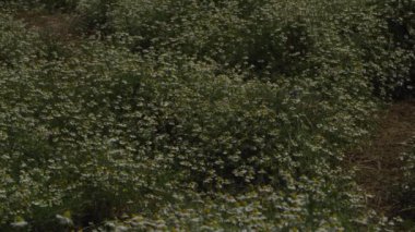 Tarlada bir sürü çiçek açan papatya var. Yazın başında güzel çiçekler. Yatay Panorama