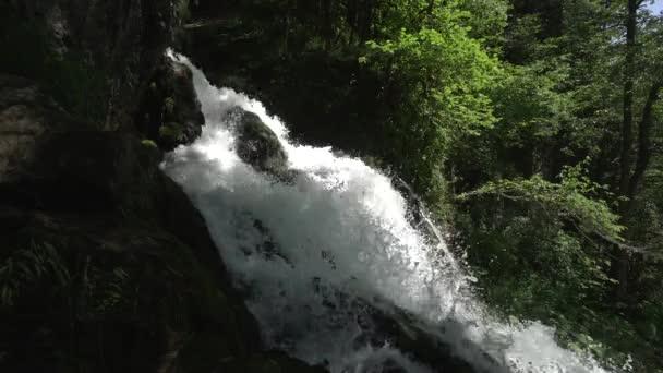Statisk bild av vattenfall i skogen. Gröna träd. Orörd natur. — Stockvideo