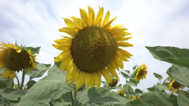 Een zonnebloem in het frame. Zomer zonnige en winderige dag. Zonnebloemen voor de oogst — Stockvideo