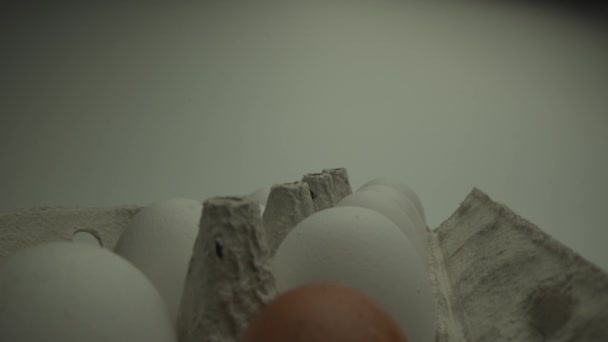 Разные яйца в клетке. Уникальная макро-рама производства птицефабрики. Laowa 24 — стоковое видео
