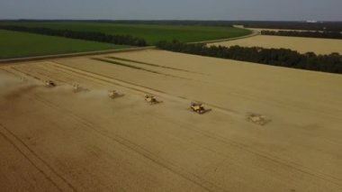 Stavropol, RUSSIA - 15 Temmuz 2020: Güneşli yaz gününde birçok kişi altın buğdayı hasat ediyor. İHA atışı.