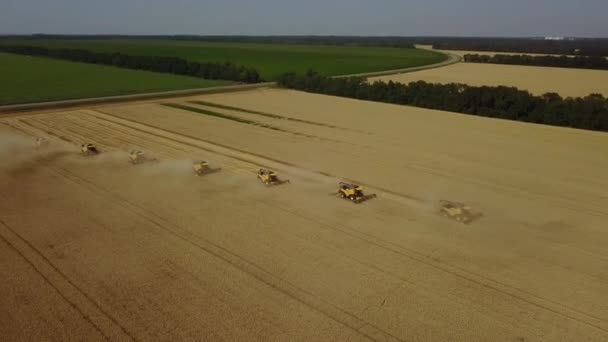 Stavropol, RUSSIA - 15 LUGLIO 2020: Molti combina la raccolta del grano dorato in soleggiata giornata estiva. Colpo di droni. — Video Stock