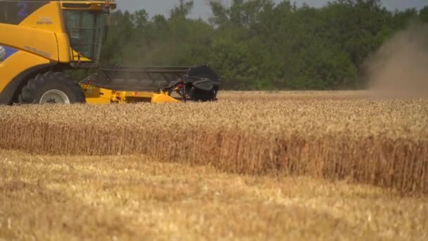 Stavropol, RÚSSIA - JULHO 15 2020: Colheitadeira em trabalho em campos de trigo. Muitos combinam a colheita de colheita no dia de verão ensolarado. Forrest como pano de fundo — Vídeo de Stock