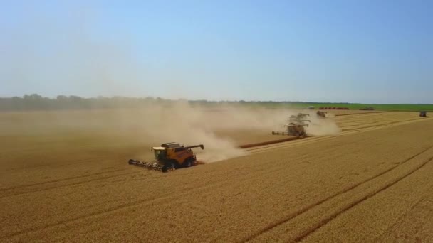 Stavropol, RUSIA - 15 JULIO 2020: Muchas cosechadoras están trabajando en el campo y recoger la cosecha en el día de verano. El tractor se mueve detrás de ellos. plano de gran angular aéreo — Vídeos de Stock