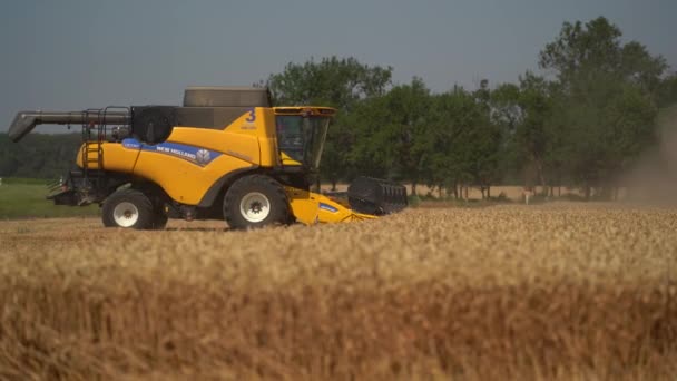 Stavropol, RUSSIA - JULY 15 2020: Combine harvester harvests ripe wheat. Agriculture in summer. Low angle shot. Forest on the background. Harvest start work in the morning — Stock Video