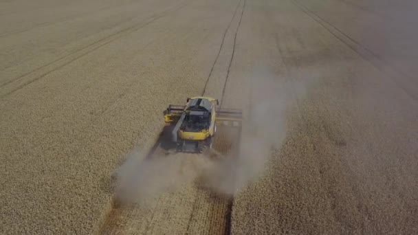 Stavropol, RUSIA - 15 de julio de 2020: La máquina cosechadora trabaja en el campo. Combinar cosechadora agrícola cosechadora cosechadora de trigo maduro de oro del campo. Agricultura. Vista aérea. Arriba. Muchas máquinas encendidas — Vídeos de Stock