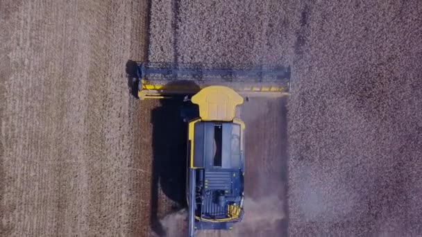 Stavropol, RUSSIE - 15 JUILLET 2020 : Récolte de blé mûr par moissonneuse-batteuse. Moissonneuse-batteuse moderne travaillant sur champ de blé. L'agriculture. Récolte de céréales : blé, orge, seigle. Vue de — Video