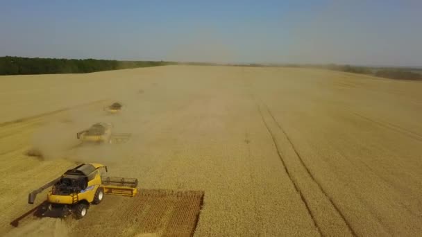 Stavropol, RUSSIA - 15 LUGLIO 2020: Molti moderni combina il lavoro sul campo nella giornata estiva. Un drone aereo sparato dall'alto. campo di grano e mietitrebbia raccolta grano — Video Stock