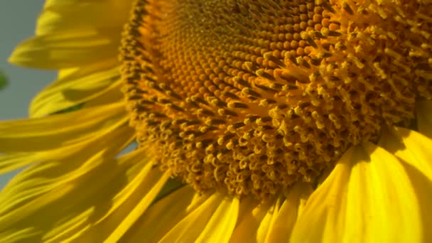 Tournesol en floraison dans le champ de tournesols avec nectar et pollen récoltés par les abeilles domestiques. Gros plan sur la journée ensoleillée d'été. Pétales de tournesol.. — Video