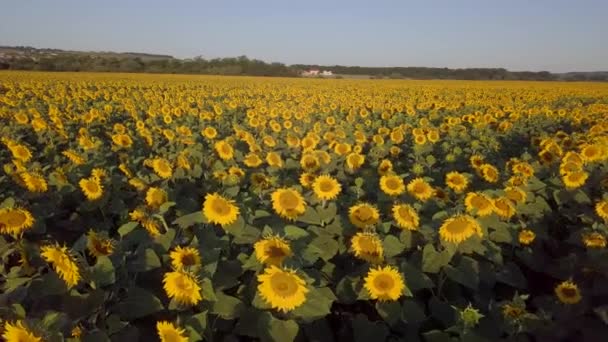 Величезне соняшникове поле на сході сонця. Золота година. Повітряний постріл з безпілотника над полем. Панорамний вид Поля соняшнику з квітучими квітами, як сонце, що сяє на органічних фермах — стокове відео