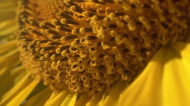 Yaz tarlasında sarı güzel ayçiçekleri. Makro atış. erkek organı ve erkek organı görünür. Ay çekirdeği. Çiçek, güneş ışınlarıyla aydınlanır.