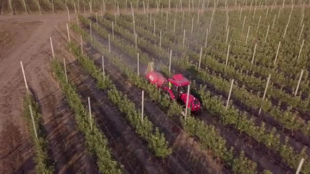 斯塔夫罗波尔，俄克拉荷马州- 2020年7月17日：红色拖拉机喷洒农药在苹果果园覆盖与冰雹保护网。春天里，农民驾驶拖拉机穿过果园. — 图库视频影像