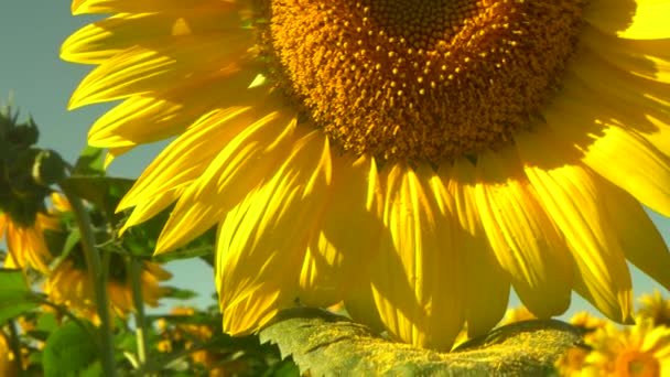 Tournesol dans les champs. Macro gros plan. Panorama vertical lent. La fleur est éclairée par les rayons du soleil. Beaucoup de plantes dans le champ. Les graines futures sont visibles. Feuilles jaunes. — Video