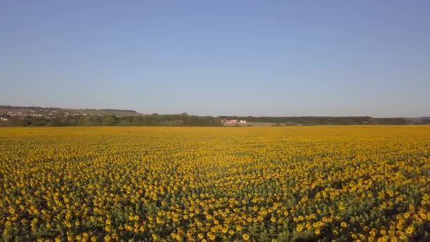 Grand champ de tournesol par une journée ensoleillée. Vue aérienne depuis un drone. Belles fleurs jaunes — Video