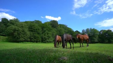 Çayırdaki Vahşi Atlar. Yeşil çimenler ve güzel hayvanlar. Vahşi doğa konseptiyle dört nala koşan aygırlar. Atlar çayırda otlar ve ot yerler. Güneşli bir yaz günü. Bulutlu mavi gökyüzü