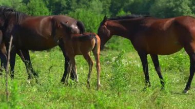 Atlar yeşil bir çayırda dolaşacak ve ot yiyecekler. İki kahverengi tay annelerini terk etmez. Hayvanların arkasında orman var..