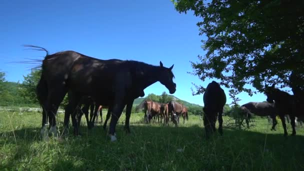Molti cavalli pascolano nel prato e mangiano gras. Nascosto dal caldo nell'ombra. Stalloni. Animali da fattoria. Estate calda giornata — Video Stock