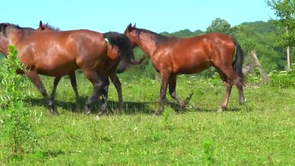 I cavalli pascolano nel prato vicino alla fattoria. La mandria di questi bellissimi animali lascia il prato. Molti cavalli con colori diversi. La vita animale. Giornata estiva — Video Stock