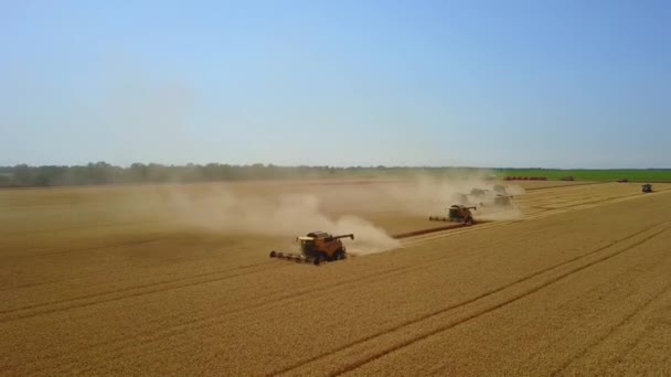 Combineer oogstoogsten rijpe tarwe. landbouw. Veel oogstmachines snijden tarwe, Zomer landschap van eindeloze velden — Stockvideo