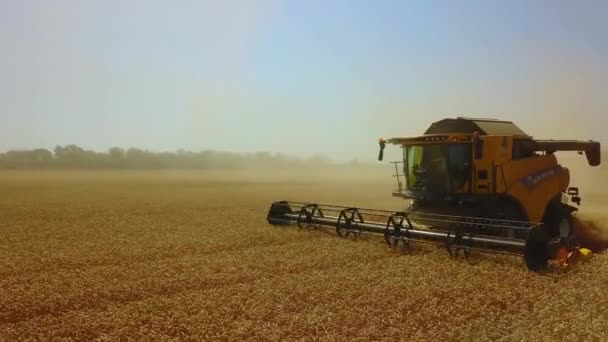 Комбайновый комбайн собирает спелую золотую пшеницу на поле. Образ сельскохозяйственной отрасли — стоковое видео