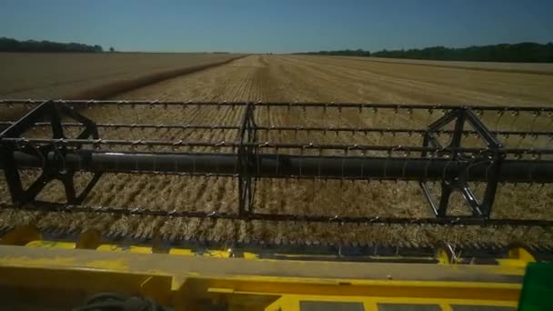 Vista dalla cabina della combinazione. Raccogli il grano sul campo nella soleggiata giornata estiva. Assassino giallo — Video Stock