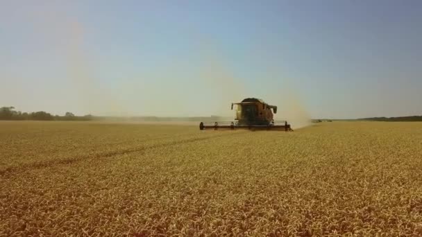 現代は、麦畑で働く収穫者を組み合わせる。農業。シリアルの収穫:小麦、大麦、ライ麦 — ストック動画