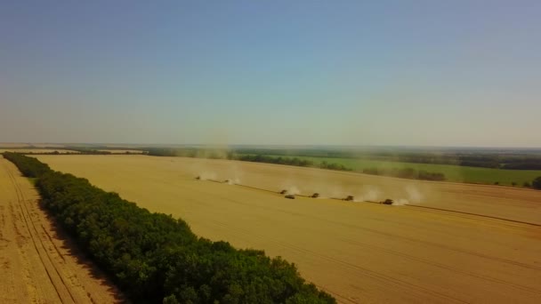 Molti combina lavorare nel campo. Raccogli il grano. Giornata estiva soleggiata. Colpo aereo dietro gli alberi — Video Stock