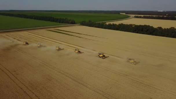 Beaucoup combine la récolte du blé doré dans la journée ensoleillée d'été. Drone shot — Video