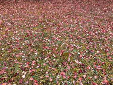 Yeşil çimenlerin üzerinde kurumuş kahverengi yapraklar var.