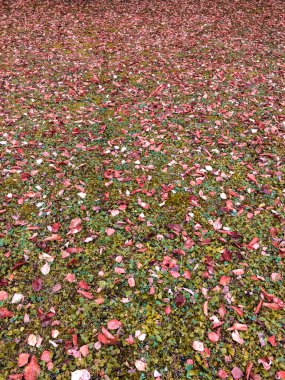 Yeşil çimenlerin üzerinde kurumuş kahverengi yapraklar var.