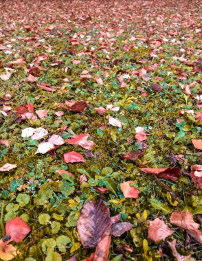 Yeşil çimenlerin üzerinde kurumuş kahverengi yapraklar var.
